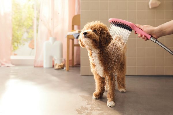 Hansgrohe DogShower Hundebrause 150 3 Strahlarten, pink 26640560